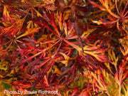 - Acer japonicum 'Fairy Lights' Dwarf Full Moon Japanese Maple - Mr Maple │ Buy Japanese Maple Trees