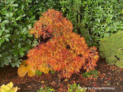 - Acer japonicum 'Fairy Lights' Dwarf Full Moon Japanese Maple - Mr Maple │ Buy Japanese Maple Trees