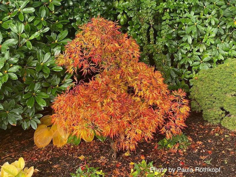- Acer japonicum 'Fairy Lights' Dwarf Full Moon Japanese Maple - Mr Maple │ Buy Japanese Maple Trees