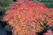 - Acer japonicum 'Fairy Lights' Dwarf Full Moon Japanese Maple - Mr Maple │ Buy Japanese Maple Trees