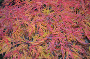 - Acer japonicum 'Fairy Lights' Dwarf Full Moon Japanese Maple - Mr Maple │ Buy Japanese Maple Trees