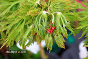 - Acer japonicum 'Fairy Lights' Dwarf Full Moon Japanese Maple - Mr Maple │ Buy Japanese Maple Trees