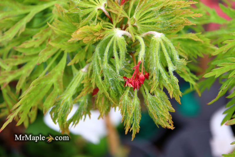 - Acer japonicum 'Fairy Lights' Dwarf Full Moon Japanese Maple - Mr Maple │ Buy Japanese Maple Trees