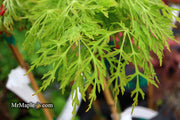 - Acer japonicum 'Fairy Lights' Dwarf Full Moon Japanese Maple - Mr Maple │ Buy Japanese Maple Trees