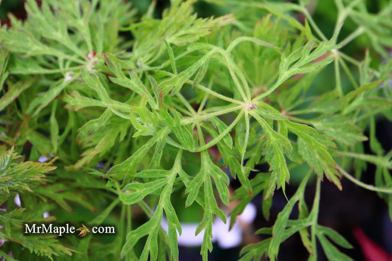 - Acer japonicum 'Fairy Lights' Dwarf Full Moon Japanese Maple - Mr Maple │ Buy Japanese Maple Trees