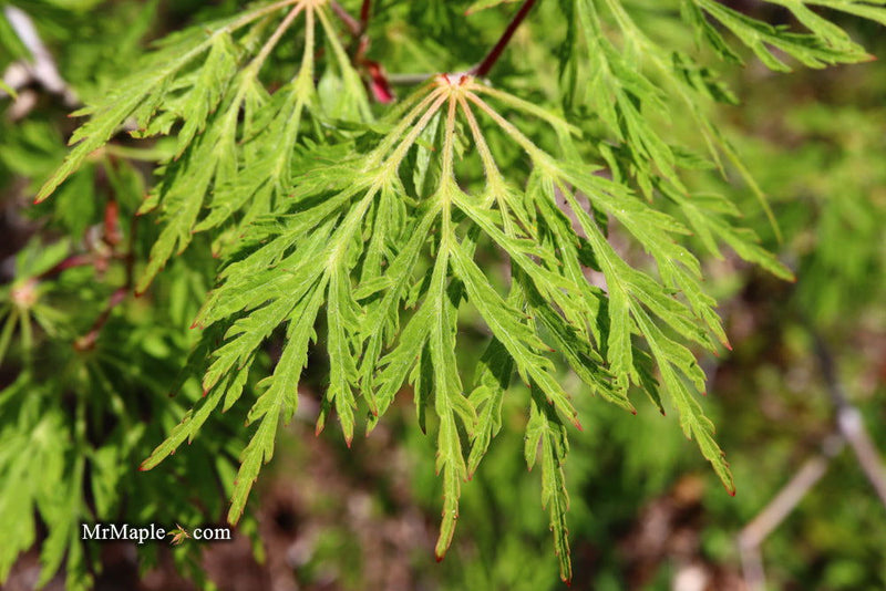 - Acer japonicum 'Fairy Lights' Dwarf Full Moon Japanese Maple - Mr Maple │ Buy Japanese Maple Trees