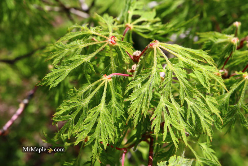 - Acer japonicum 'Fairy Lights' Dwarf Full Moon Japanese Maple - Mr Maple │ Buy Japanese Maple Trees