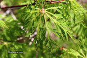 - Acer japonicum 'Fairy Lights' Dwarf Full Moon Japanese Maple - Mr Maple │ Buy Japanese Maple Trees