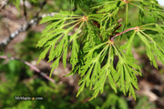 - Acer japonicum 'Fairy Lights' Dwarf Full Moon Japanese Maple - Mr Maple │ Buy Japanese Maple Trees