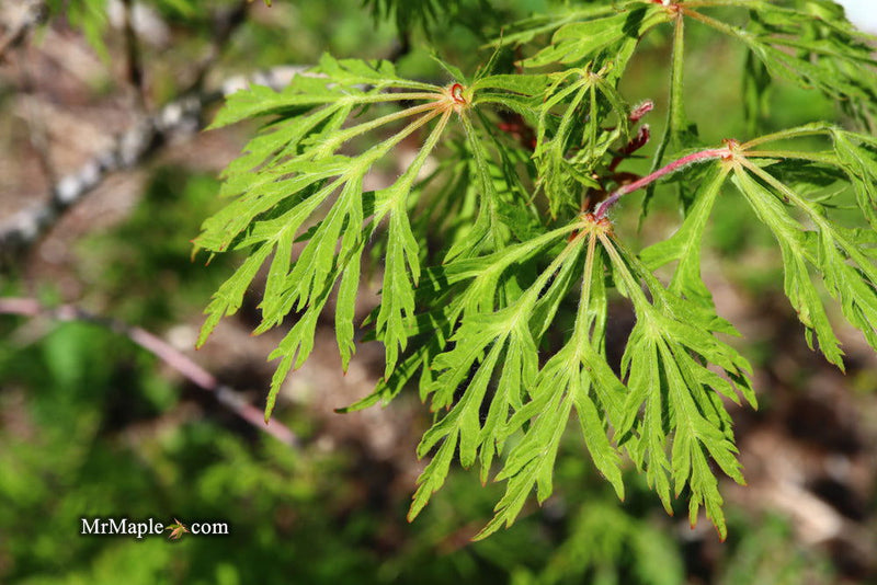 - Acer japonicum 'Fairy Lights' Dwarf Full Moon Japanese Maple - Mr Maple │ Buy Japanese Maple Trees