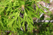 - Acer japonicum 'Fairy Lights' Dwarf Full Moon Japanese Maple - Mr Maple │ Buy Japanese Maple Trees