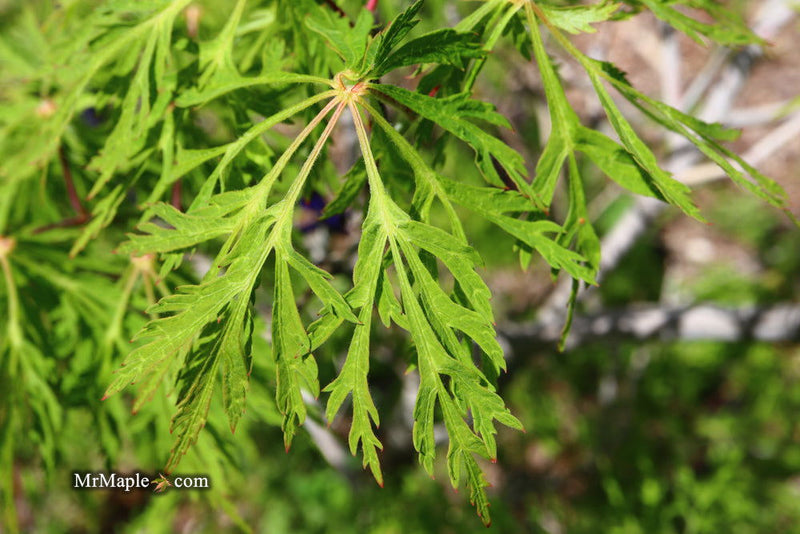 - Acer japonicum 'Fairy Lights' Dwarf Full Moon Japanese Maple - Mr Maple │ Buy Japanese Maple Trees