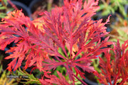 - Acer japonicum 'Fairy Lights' Dwarf Full Moon Japanese Maple - Mr Maple │ Buy Japanese Maple Trees