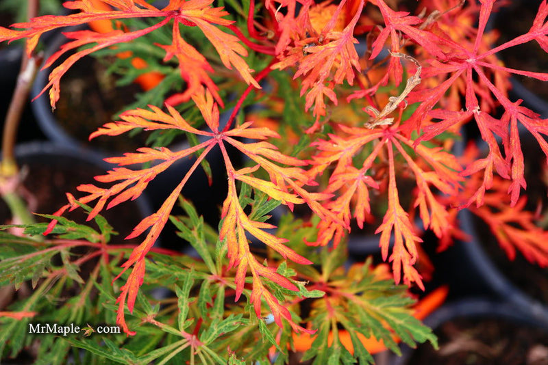 - Acer japonicum 'Fairy Lights' Dwarf Full Moon Japanese Maple - Mr Maple │ Buy Japanese Maple Trees