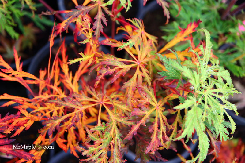 - Acer japonicum 'Fairy Lights' Dwarf Full Moon Japanese Maple - Mr Maple │ Buy Japanese Maple Trees