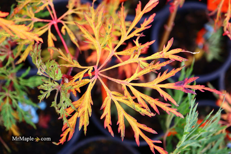 - Acer japonicum 'Fairy Lights' Dwarf Full Moon Japanese Maple - Mr Maple │ Buy Japanese Maple Trees