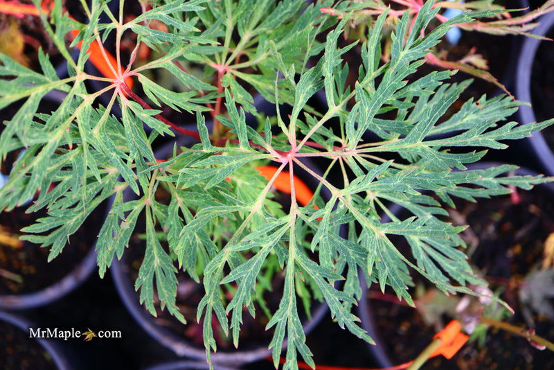- Acer japonicum 'Fairy Lights' Dwarf Full Moon Japanese Maple - Mr Maple │ Buy Japanese Maple Trees