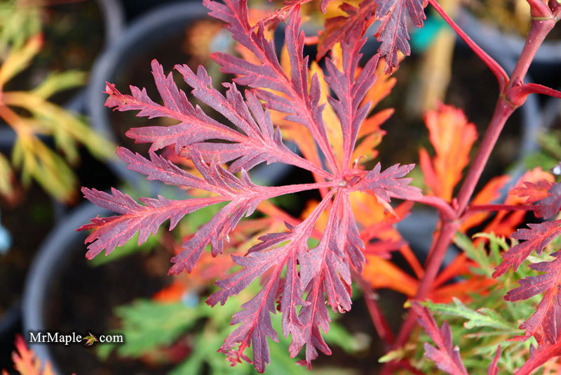- Acer japonicum 'Fairy Lights' Dwarf Full Moon Japanese Maple - Mr Maple │ Buy Japanese Maple Trees