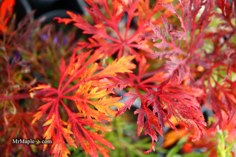 - Acer japonicum 'Fairy Lights' Dwarf Full Moon Japanese Maple - Mr Maple │ Buy Japanese Maple Trees