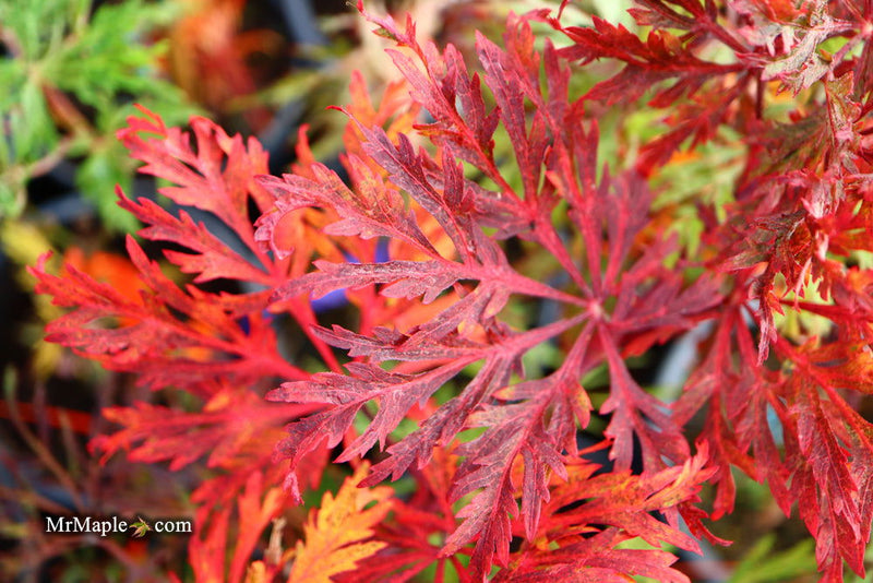 - Acer japonicum 'Fairy Lights' Dwarf Full Moon Japanese Maple - Mr Maple │ Buy Japanese Maple Trees