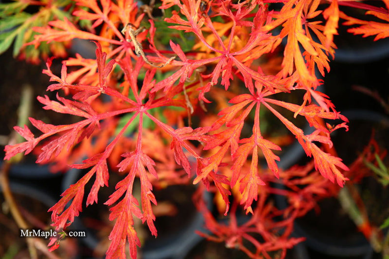 - Acer japonicum 'Fairy Lights' Dwarf Full Moon Japanese Maple - Mr Maple │ Buy Japanese Maple Trees