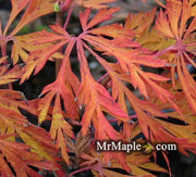 - Acer japonicum 'Filicifolium' Full Moon Japanese Maple - Mr Maple │ Buy Japanese Maple Trees