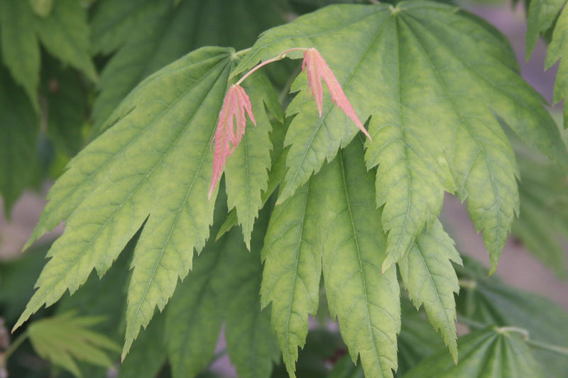 - Acer japonicum 'Giant Moon' Full Moon Japanese Maple - Mr Maple │ Buy Japanese Maple Trees