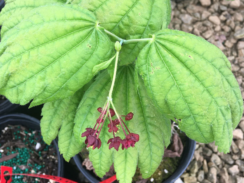 - Acer japonicum 'Giant Moon' Full Moon Japanese Maple - Mr Maple │ Buy Japanese Maple Trees