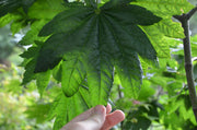 - Acer japonicum 'Giant Moon' Full Moon Japanese Maple - Mr Maple │ Buy Japanese Maple Trees