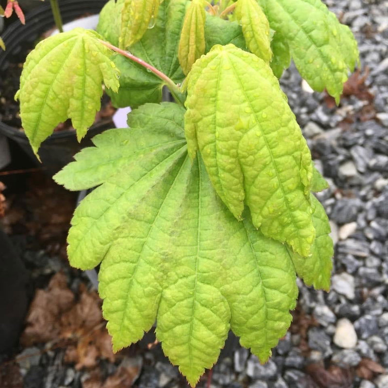 - Acer japonicum 'Giant Moon' Full Moon Japanese Maple - Mr Maple │ Buy Japanese Maple Trees