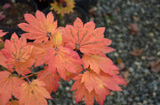 - Acer japonicum 'Giant Moon' Full Moon Japanese Maple - Mr Maple │ Buy Japanese Maple Trees