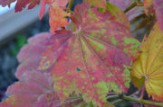 - Acer japonicum 'Giant Moon' Full Moon Japanese Maple - Mr Maple │ Buy Japanese Maple Trees