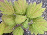 - Acer japonicum 'Giant Moon' Full Moon Japanese Maple - Mr Maple │ Buy Japanese Maple Trees