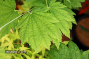 - Acer japonicum 'Giant Moon' Full Moon Japanese Maple - Mr Maple │ Buy Japanese Maple Trees
