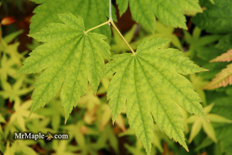 - Acer japonicum 'Giant Moon' Full Moon Japanese Maple - Mr Maple │ Buy Japanese Maple Trees