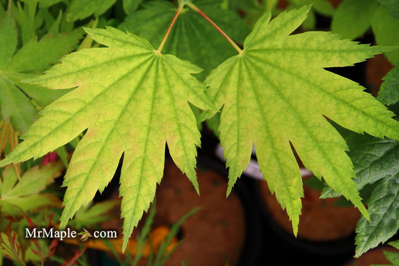 - Acer japonicum 'Giant Moon' Full Moon Japanese Maple - Mr Maple │ Buy Japanese Maple Trees