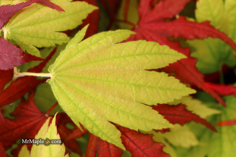 - Acer japonicum 'Giant Moon' Full Moon Japanese Maple - Mr Maple │ Buy Japanese Maple Trees