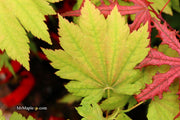 - Acer japonicum 'Giant Moon' Full Moon Japanese Maple - Mr Maple │ Buy Japanese Maple Trees