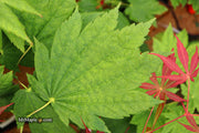 - Acer japonicum 'Giant Moon' Full Moon Japanese Maple - Mr Maple │ Buy Japanese Maple Trees