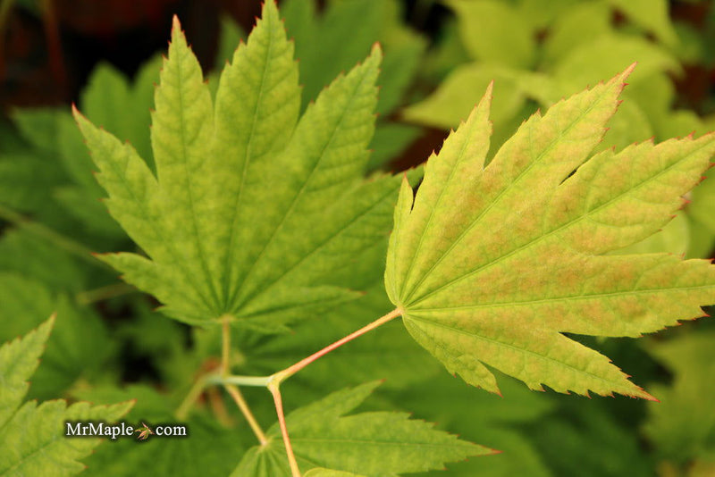 - Acer japonicum 'Giant Moon' Full Moon Japanese Maple - Mr Maple │ Buy Japanese Maple Trees