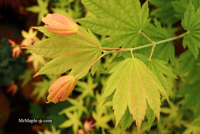 - Acer japonicum 'Giant Moon' Full Moon Japanese Maple - Mr Maple │ Buy Japanese Maple Trees