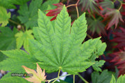 - Acer japonicum 'Giant Moon' Full Moon Japanese Maple - Mr Maple │ Buy Japanese Maple Trees