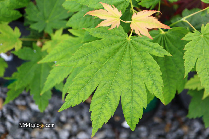 - Acer japonicum 'Giant Moon' Full Moon Japanese Maple - Mr Maple │ Buy Japanese Maple Trees