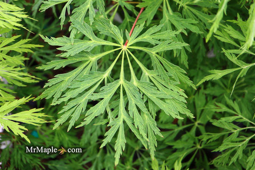 - Acer japonicum 'Green Cascade' Japanese Maple - Mr Maple │ Buy Japanese Maple Trees