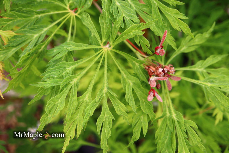 - Acer japonicum 'Green Cascade' Japanese Maple - Mr Maple │ Buy Japanese Maple Trees