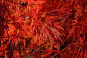 - Acer japonicum 'Green Cascade' Japanese Maple - Mr Maple │ Buy Japanese Maple Trees