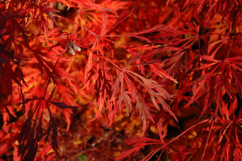 - Acer japonicum 'Green Cascade' Japanese Maple - Mr Maple │ Buy Japanese Maple Trees