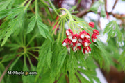 - Acer japonicum 'Green Cascade' Japanese Maple - Mr Maple │ Buy Japanese Maple Trees
