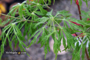 - Acer japonicum 'Green Cascade' Japanese Maple - Mr Maple │ Buy Japanese Maple Trees