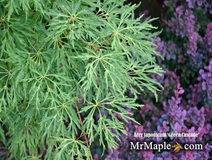 - Acer japonicum 'Green Cascade' Japanese Maple - Mr Maple │ Buy Japanese Maple Trees